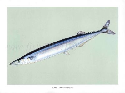 THE JAPANESE HALFBEAK print