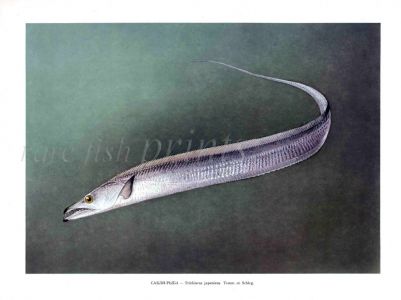 THE LARGEHEAD HAIRTAIL print