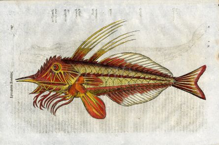 ALDROVANDI - THE ARMED GURNARD woodcut fish print (Lyra altera)1638