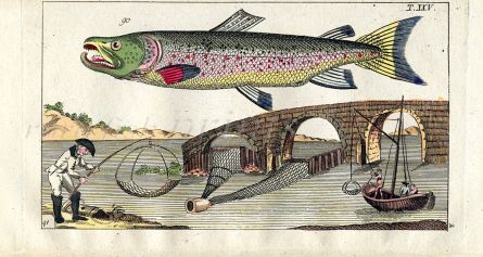 WILHELM - ATLANTIC COCK SALMON FISHING  print 1802