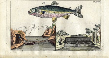 WILHELM - ATLANTIC HEN SALMON FISHING print 1812