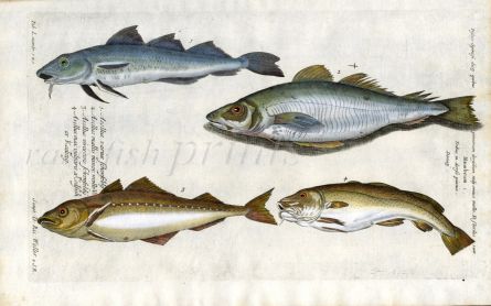 THE COD HADDOCK POLLOCK WHITING print