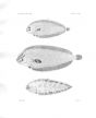 MONOLENE & SYMPHURUS - Garman deep sea fish print