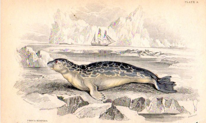 PHOCA HISPIDA or ROUGH or FELID SEAL OF NORTHERN SEAS print