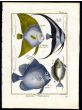 THE ANGELFISH, BATFISH, UNICORNEFISH & ORBE FISH print