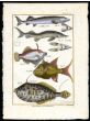 THE STURGEON, FILE & TRIGGERFISH print