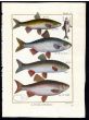 THE IDE & GOLDEN ORFE print