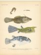 SEAHORSE, LEATHERJACKET FILEFISH, LONGHORN COWFISH  & PUFFERFISH print
