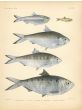 TOLI & KELEE SHAD, INDIAN ILISHA & GANGES RIVER SPRAT print