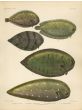 OVATE, PEACOCK, PAN & KAUP'S SOLE print