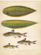 FOUR-LINED & LARGE SCALE SOLE, STRIPED DWARF & REDTAIL CATFISH print