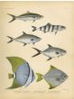 RAINBOW RUNNER, PILOTFISH, QUEENFISH, SPOTTED DART, OBICULAR BATFISH, FULL MOONEY print