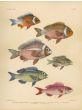 WHITECHEEK MONACLE, PEARLY & SAWJAWED BREAM, THREADFIN print