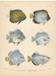 YELLOWTAIL ANGELFISH, SPOTTED SCAT, ORB, SICKLEFISH &  SPOTTED ARCHERFISH print