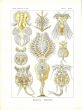 HAECKEL - ROTATORIA  - ROTIFERS - WHEEL ANIMALS print 
