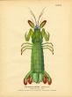 TODD: THE MANTIS SHRIMP print 1884