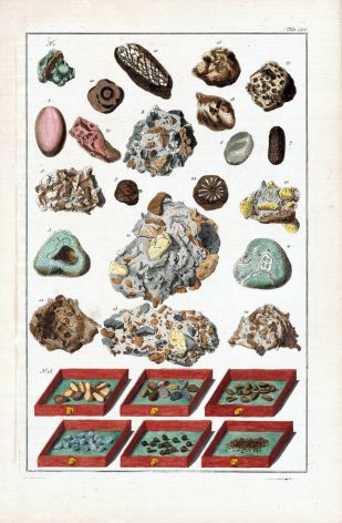 SEBA - MARINE LIFE: DIVERS FOSSILS print 1734 -1769
