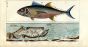 WILHELM - MACKEREL - SEA FISHING print 1802