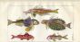 GURNARD, FLYING GURNARD, RED MULLET print
