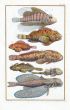 SEBA: RED LIONFISH, SCORPIONFISH, FROGFISH, SCULPIN & FLYING GURNARD fish print 1734 -1769