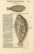 CONRAD GESNER - SOLE FISH PRINT WOODCUT 1560