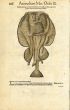 CONRAD GESNER -  ELECTRIC TORPEDO RAY FISH PRINT WOODCUT 1560