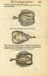 CONRAD GESNER - VERSO - TORPEDO RAYS FISH PRINT WOODCUTS 1560 