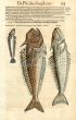 CONRAD GESNER - GREATER & LESSER WEEVERFISH PRINT WOODCUT 1560