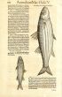 CONRAD GESNER -  STRIPED MULLET FISH PRINT WOODCUT 1560