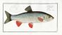 THE IDUS CARP Bloch fish print (Cyprinus Idus)