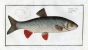 THE IDE Bloch fish print (Cyprinus Idus)