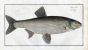 THE ASP Bloch fish print (Cyprinus Aspius)