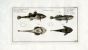 THE ARMED AND RIVER BULLHEAD print (Cottus Cataphractus & Gobio)
