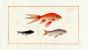 THE GOLDFISH Bloch fish print (Cyprinus Auratus variet)