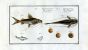 THE LONG-BEARDED AND CRACK-BELLY CATFISH print (Silurus Clarias & Ascita)