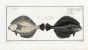 THE FLOUNDER fish print ( Pleuronectes Flesus)