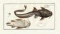 THE ASPREAD CATFISH print 1794 ( Platystacus Cotylephorus)