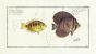 THE ORANGE CHROMIDE & SAILFIN TANG print 1795 (Chaetodon & Acanthurus)