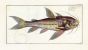 THE RIB CATFISH Bloch fish print (Cataphractus Costatus)