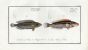 THE RAINBOW FISH & THE DROPPED WRASSE Bloch fish print (Labrus julis & guttatus)