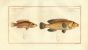 THE SNOUTED LUTIAN & THE GREEN-FIN WRASSE Bloch fish print (Lutianus virescens & Lutianus rostratus)