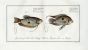 THE HAIR-FINNED WRASSE & THE PUNCTATUS WRASSE Bloch fish print (Labrus trichopterus & Labrus punctatus)