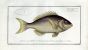 THE FOUR-SPINED GILTHEAD Bloch fish print (Sparus Tetracanthus)