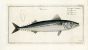THE MACKEREL Bloch fish print 1758 (Scomber Scomber)
