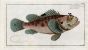 THE RED SCORPION FISH  print 1758 (Scorpaena Scrofa)