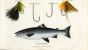 SCOTT/BUNNEY & GOLD: THE ATLANTIC SALMON  & SALMON FLIES - fishing print 1801