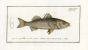 THE STRIPED BASS print 1792 (Sciaena Lineata)