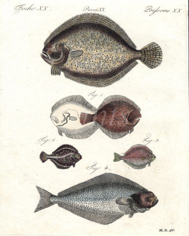 THE TURBOT, PEARL, FLOUNDER, DAB, HALIBUTprint