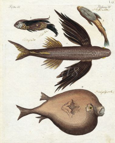 THE GREAT FLYING FISH, SEA SWALLOW, REMORA, ORB  print