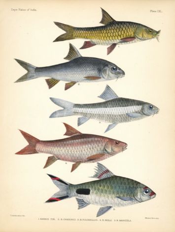 MAHSEER, JERDON'S CARP, DECCAN MAHSEER print